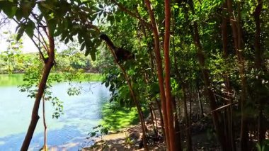 Brezilya 'daki Atlnatic Yağmur Ormanı' nda ağacın tepesinde Capuchin maymunu (Cebus apella)