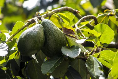 Brezilya 'da güneşli bir günde avokado ağacı, Brezilya tropikal meyvesi