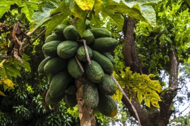 Ağacın üzerinde yeşil papaya ve Brezilya 'daki meyve bahçesinde meyve. Yeşil papaya ağacının ayrıntıları