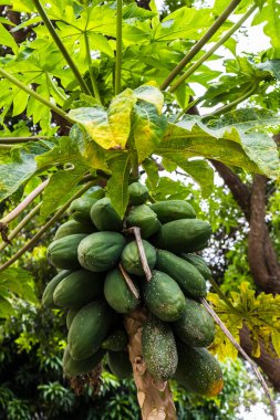 Ağacın üzerinde yeşil papaya ve Brezilya 'daki meyve bahçesinde meyve. Yeşil papaya ağacının ayrıntıları