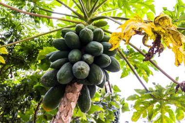 Ağacın üzerinde yeşil papaya ve Brezilya 'daki meyve bahçesinde meyve. Yeşil papaya ağacının ayrıntıları