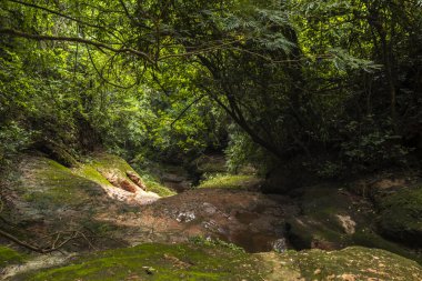Brezilya 'da Atlantik Ormanı' nın ortasındaki kayaların arasında küçük bir dere oluştu.