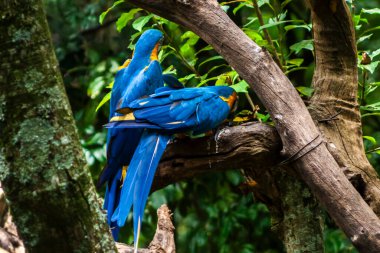 Mavi ve sarı papağan, Ara ararauna, ayrıca mavi ve altın papağan olarak da bilinir, Brezilya 'da Psittacidae familyasından.