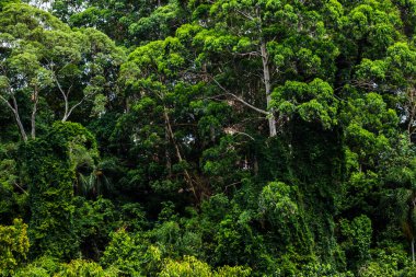 Brezilya 'daki bir dağ tepesinde ormandaki tropik ağaçlar. Üst görünüm