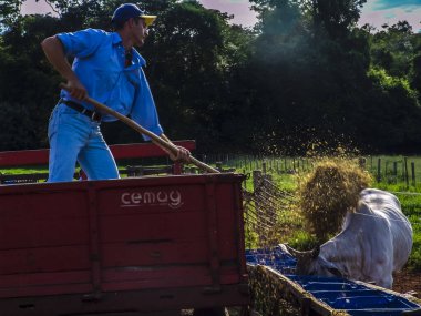 Sao Paulo, Brezilya, Mart 09, 2006. Karavanın tepesindeki bir çiftçi Sao Paulo eyaletinin içindeki bir Guzera sığır çiftliğinde sığırlara bitki yetiştiriyor..