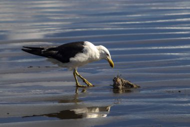 Bir yosun martısı (Larus dominicanus) sahilde dalgaların çekildiği bir balık leşi ile beslenir. Brezilya 'daki deniz ortamında yakalanan vahşi yaşam davranışı ve doğal yırtıcılık..