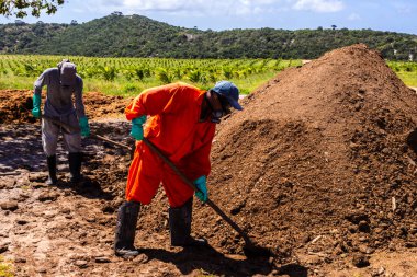 Conde, Bahia, Brezilya, 22 Ağustos 2013. İşçiler, Brezilya 'nın kuzeydoğusunda sürdürülebilir bir çiftlikteki hindistan cevizi tarlasında bulunan tavuk gübresine dayalı organik gübre yığınını işletiyorlar..