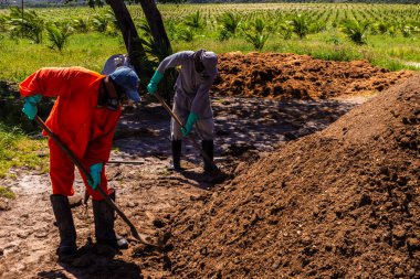 Conde, Bahia, Brezilya, 22 Ağustos 2013. İşçiler, Brezilya 'nın kuzeydoğusunda sürdürülebilir bir çiftlikteki hindistan cevizi tarlasında bulunan tavuk gübresine dayalı organik gübre yığınını işletiyorlar..