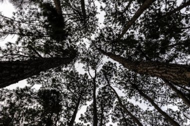 Dipten görünen siluet çam ormanı örtüsü. Doğal karbon lavabosu iklim değişikliğiyle savaşır. Karbon nötr ekosistemlerde sürdürülebilirlik. Yeşil ve sürdürülebilir çevre. Doğal karbon yakalama çözümü.