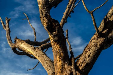 Kurumuş ağaç dalları, canlı, mavi bir gökyüzüne karşı. Stark kontrastı ve dokusu, doğanın dayanıklılığını ve sert ortamların etkisini vurgular.