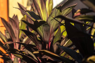 Cordyline fruticosa yapraklarının yakın çekimi. Canlı renkler, zeytin yeşilinden koyu borgaya, kırmızı damarlı. Tropikal bitki, botanik ve bahçecilik için mükemmel..