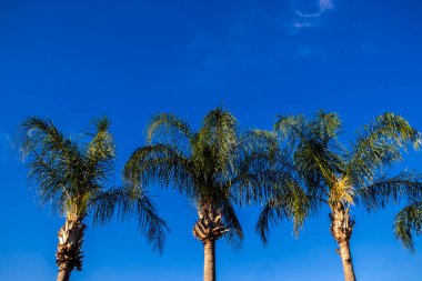 Parlak mavi gökyüzüne karşı görkemli palmiye ağaçları. Seyahat, doğa ve eğitim içeriği için mükemmel bir görüntü