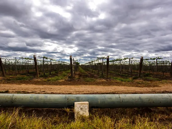 Bulutlu bir gökyüzünün altında, Sao Francisco Nehri Vadisi 'nin sulama sisteminin bir parçası olan su borularını aydınlatan bir bağ. Görüntü yarı kurak tarımın zorluklarını temsil ediyor.