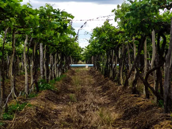 Bulutlu bir gökyüzünün altında, Sao Francisco Nehri Vadisi 'nin sulama sisteminin bir parçası olan su borularını aydınlatan bir bağ. Görüntü yarı kurak tarımın zorluklarını temsil ediyor.