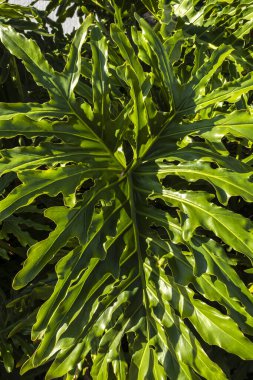 Philodendron bipinnatifidum yaprağının yemyeşil detayları. Dokusunu, desenini ve yeşil rengini vurgular. Botanik, ekoloji veya tropikal bitki teması için ideal.