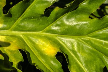 Philodendron bipinnatifidum yaprağının yemyeşil detayları. Dokusunu, desenini ve yeşil rengini vurgular. Botanik, ekoloji veya tropikal bitki teması için ideal.