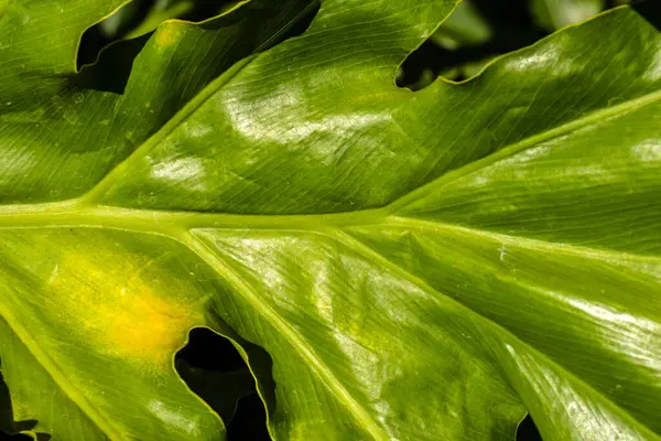 Philodendron bipinnatifidum yaprağının yemyeşil detayları. Dokusunu, desenini ve yeşil rengini vurgular. Botanik, ekoloji veya tropikal bitki teması için ideal.