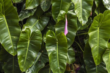 Bereketli, yeşil Philodendron hederaceum yapraklarının yakın çekimi, parlak dokularını ve kalp şeklini Btazil 'de sergiliyor. Botanik, bahçe ve doğa temalı görseller için ideal..