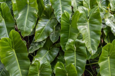 Bereketli, yeşil Philodendron hederaceum yapraklarının yakın çekimi, parlak dokularını ve kalp şeklini Btazil 'de sergiliyor. Botanik, bahçe ve doğa temalı görseller için ideal..