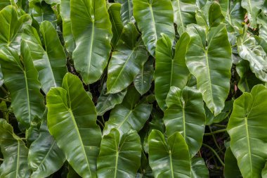 Bereketli, yeşil Philodendron hederaceum yapraklarının yakın çekimi, parlak dokularını ve kalp şeklini Btazil 'de sergiliyor. Botanik, bahçe ve doğa temalı görseller için ideal..