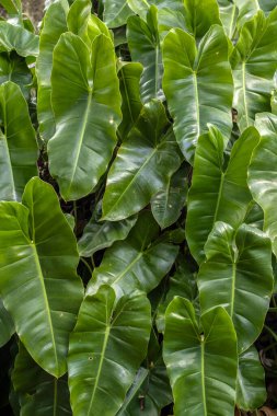 Bereketli, yeşil Philodendron hederaceum yapraklarının yakın çekimi, parlak dokularını ve kalp şeklini Btazil 'de sergiliyor. Botanik, bahçe ve doğa temalı görseller için ideal..