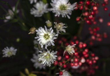 Çiçek aranjmanında kasımpatı, leucanthemum papatyaları ve Ilex verticillata üzümleri var. Botanik, bahçe ve çiçek tasarımı için ideal.