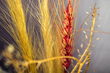 Kurutulmuş bitkilerin hassas ayrıntıları, buğday (Triticum spp.) ve arpa (Hordeum vulgare). Altın ve topraksı kırmızı tonlar, doğanın huzurunu çağrıştıran saplar ve çivilerle sarmalanır.