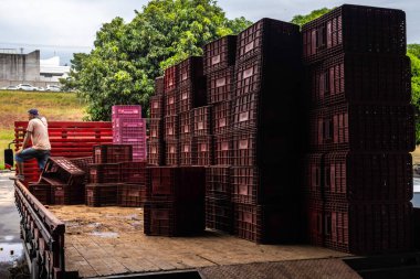 Marilia, Sao Paulo, Brezilya, 24 Nisan 2025. Bir işçi, Marilia şehrindeki bir meyve ve sebze deposunda bulunan bir kamyondan domates dolu plastik kutuları boşaltıyor..