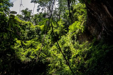 Brezilya Atlantik yağmur ormanlarının içinde. Bereketli bitki örtüsü, filtrelenmiş ışık ve sarmaşıklar büyülü bir sahne yaratır. Biyolojik çeşitlilik ve koruma için mükemmel.