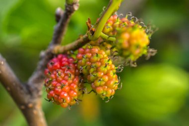 Olgunlaşan dutlara yakın çekim, kırmızı ve yeşil, yumuşak mavi gökyüzüne karşı yeşil yapraklı bir dalda. Doğal, canlı bir görüntü..