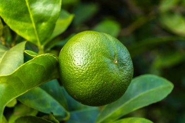 Canlı yeşil limonlu narenciye meyvesine yakın plan, yeşil yapraklarla çevrili bir ağaçta Citrus latifolia. Ayrıntılı doku.