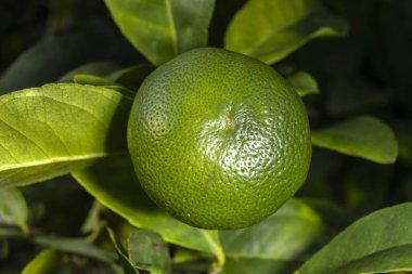 Canlı yeşil limonlu narenciye meyvesine yakın plan, yeşil yapraklarla çevrili bir ağaçta Citrus latifolia. Ayrıntılı doku.