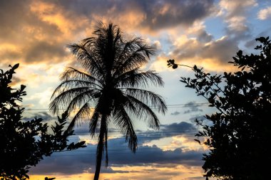 Siluetli palmiye ağaçları ve yemyeşil bitki örtüsü içeren tropik günbatımı. Brezilya 'da sakin ve huzurlu bir atmosfer