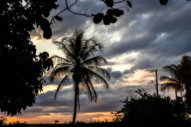 Siluetli palmiye ağaçları ve yemyeşil bitki örtüsü içeren tropik günbatımı. Brezilya 'da sakin ve huzurlu bir atmosfer
