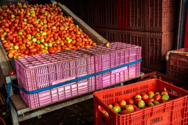 Marilia, SP, Brezilya. 24 Nisan 2025. SP 'nin Mailia kentindeki CEAGESP domates kutusunun üretim ve seçim hattı. Resim, meyveleri yıkamak için kullanılan taşıma bandını gösteriyor.