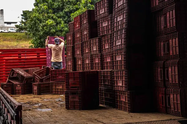 Marilia, Sao Paulo, Brezilya, 24 Nisan 2025. Bir işçi, Marilia şehrindeki bir meyve ve sebze deposunda bulunan bir kamyondan domates dolu plastik kutuları boşaltıyor..