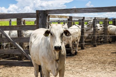 Nelore sığır sürüsü Brezilya çiftlik ağılında. Nelore cinsi tropikal iklimlere ve et üretimine uyumluluğuyla tanınır..