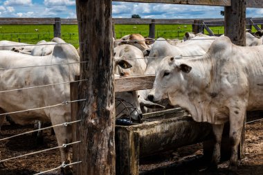 Nelore sığır sürüsü Brezilya çiftlik ağılında. Nelore cinsi tropikal iklimlere ve et üretimine uyumluluğuyla tanınır..
