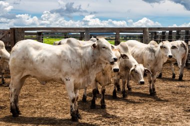 Nelore sığır sürüsü Brezilya çiftlik ağılında. Nelore cinsi tropikal iklimlere ve et üretimine uyumluluğuyla tanınır..