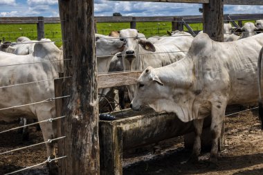 Nelore sığır sürüsü Brezilya çiftlik ağılında. Nelore cinsi tropikal iklimlere ve et üretimine uyumluluğuyla tanınır..