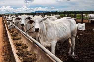 Nelore sığır sürüsü Brezilya çiftlik ağılında. Nelore cinsi tropikal iklimlere ve et üretimine uyumluluğuyla tanınır..