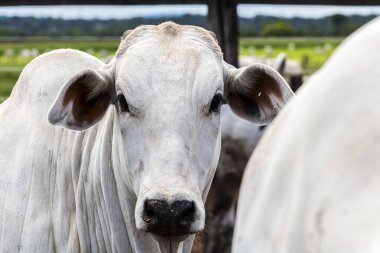 Nelore sığır sürüsü Brezilya çiftlik ağılında. Nelore cinsi tropikal iklimlere ve et üretimine uyumluluğuyla tanınır..