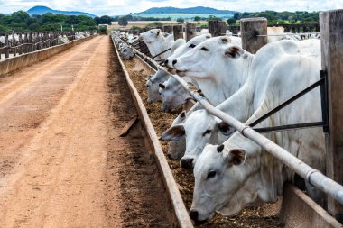 Nelore sığır sürüsü Brezilya çiftlik ağılında. Nelore cinsi tropikal iklimlere ve et üretimine uyumluluğuyla tanınır..