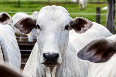 Nelore sığır sürüsü Brezilya çiftlik ağılında. Nelore cinsi tropikal iklimlere ve et üretimine uyumluluğuyla tanınır..