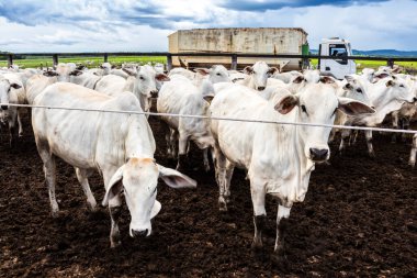 Nelore sığır sürüsü Brezilya çiftlik ağılında. Nelore cinsi tropikal iklimlere ve et üretimine uyumluluğuyla tanınır..