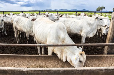 Nelore sığır sürüsü Brezilya çiftlik ağılında. Nelore cinsi tropikal iklimlere ve et üretimine uyumluluğuyla tanınır..