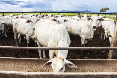 Nelore sığır sürüsü Brezilya çiftlik ağılında. Nelore cinsi tropikal iklimlere ve et üretimine uyumluluğuyla tanınır..