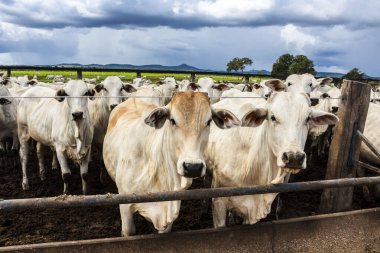 Nelore sığır sürüsü Brezilya çiftlik ağılında. Nelore cinsi tropikal iklimlere ve et üretimine uyumluluğuyla tanınır..