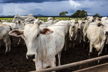 Nelore sığır sürüsü Brezilya çiftlik ağılında. Nelore cinsi tropikal iklimlere ve et üretimine uyumluluğuyla tanınır..