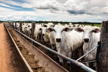 Nelore sığır sürüsü Brezilya çiftlik ağılında. Nelore cinsi tropikal iklimlere ve et üretimine uyumluluğuyla tanınır..